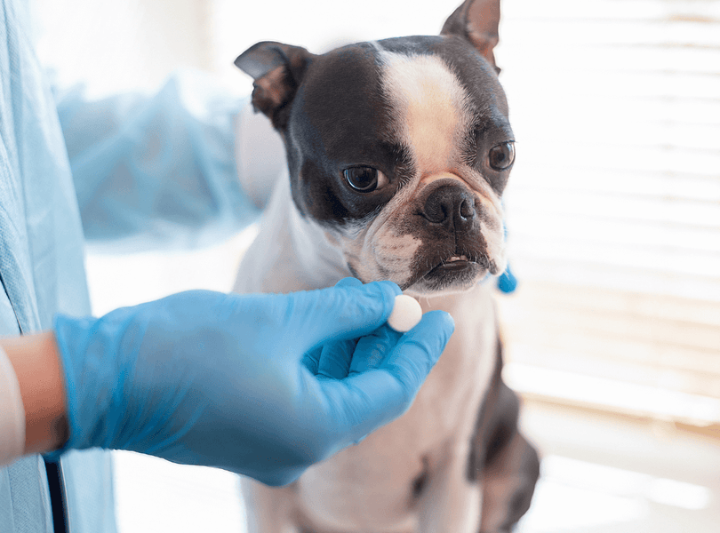 4 consejos para administrar los medicamentos a los animales de compañía de forma eficaz