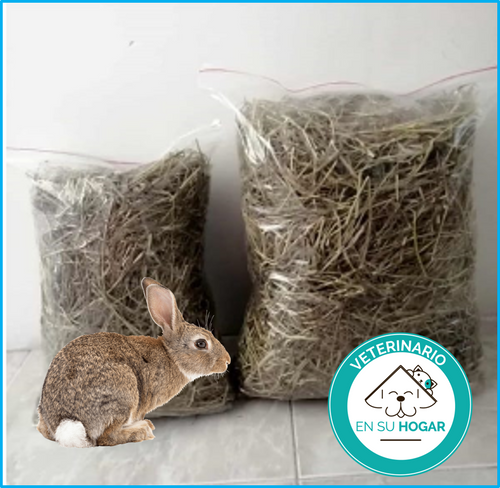 Conejo-Heno Pangola para conejos y cobayas