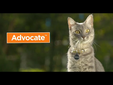 Advocate® Gatos